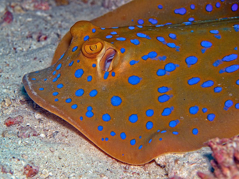 Blue spotted sting ray, Seulako Drift